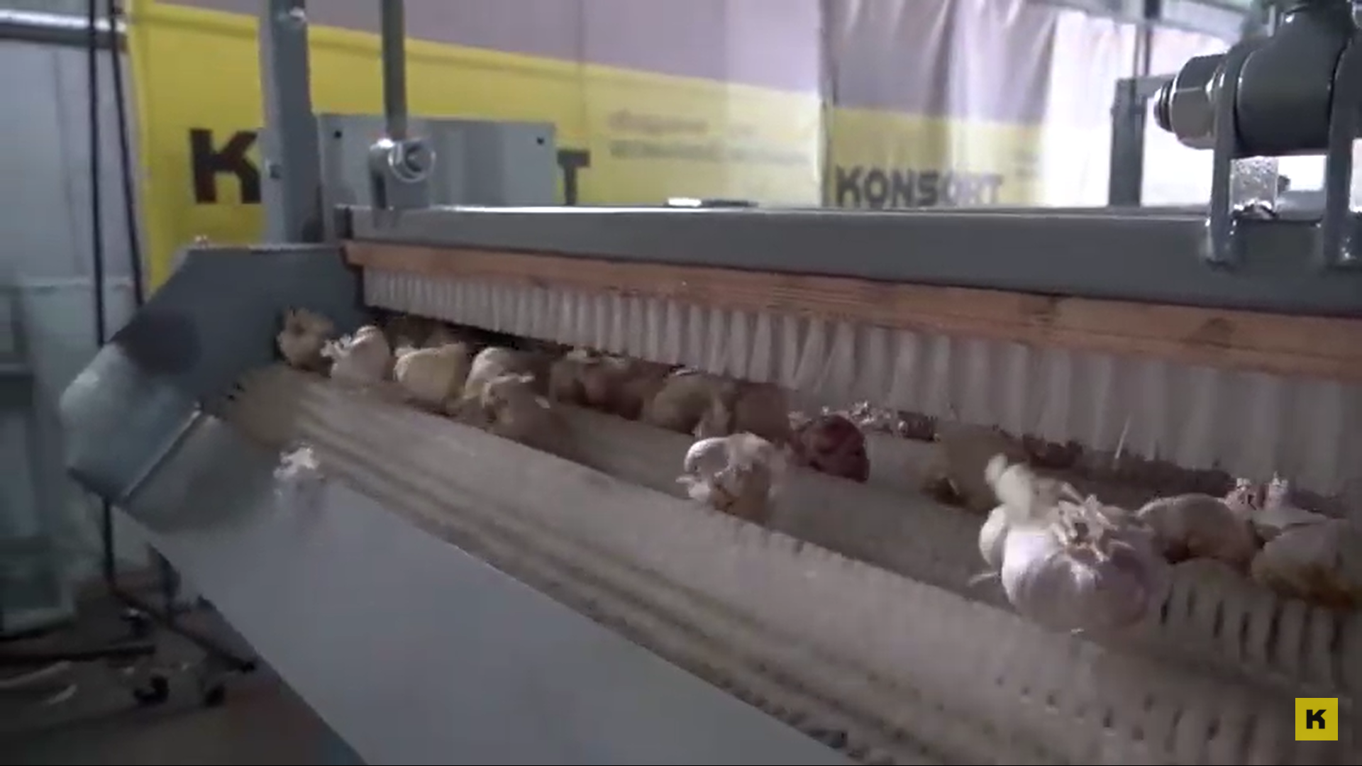 Промышленное выращивание и продажа чеснока. Технологическая линия по переработке чеснока — производство Украина.
