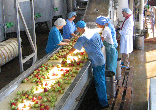 Яблоки на экспорт из Украины: технологическая линия (калибровка, мойка, транспортировки фруктов) для подготовки яблок к продаже.