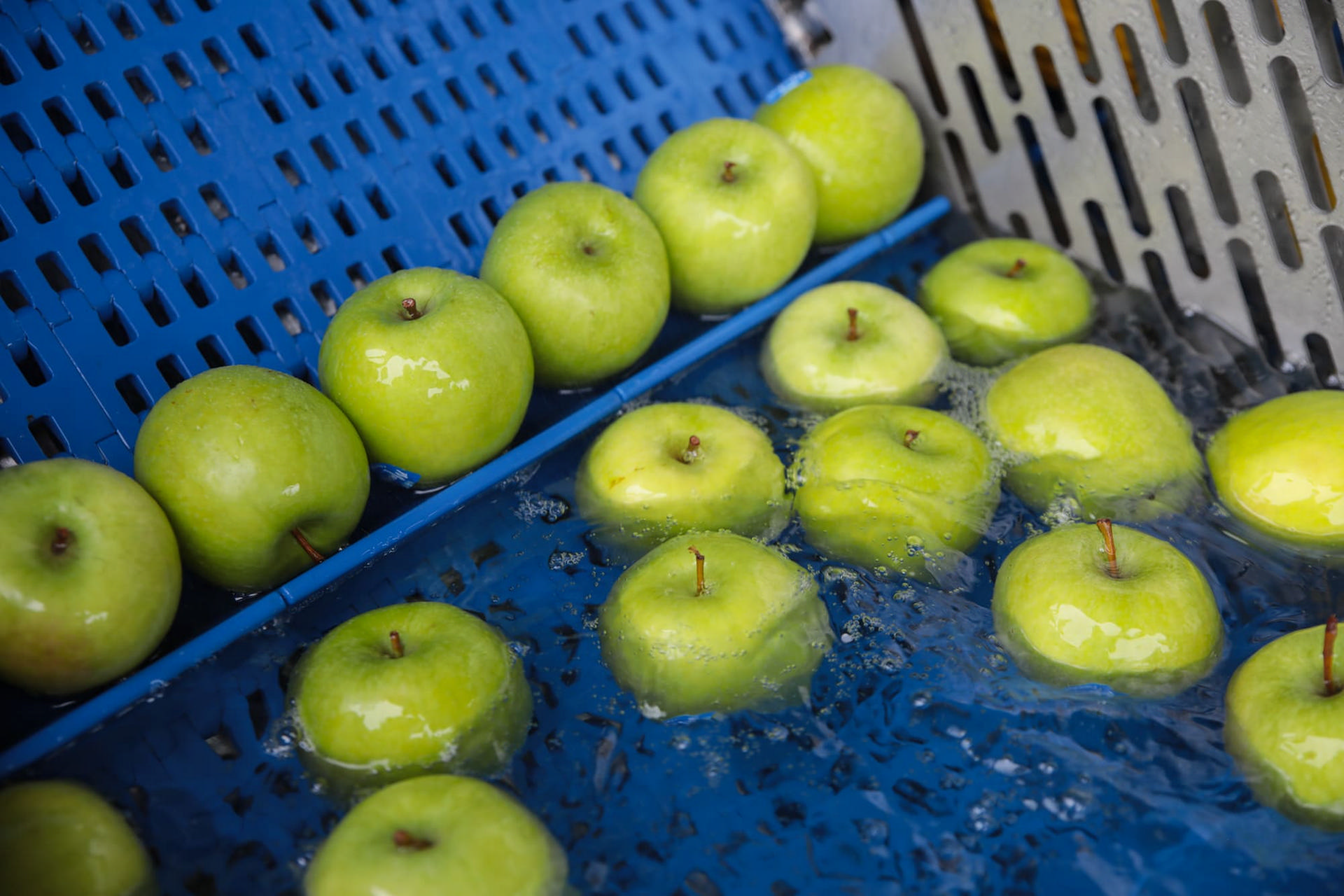 Конвейерная линия для яблок (транспортеры + мойка + калибратор)